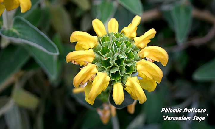 Close-up of the Jerusalem Sage flower