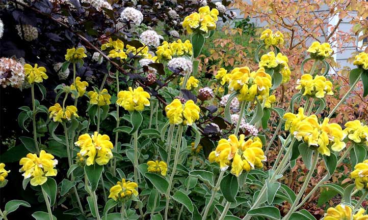 Phlomis fruticosa with bright yellow blooms