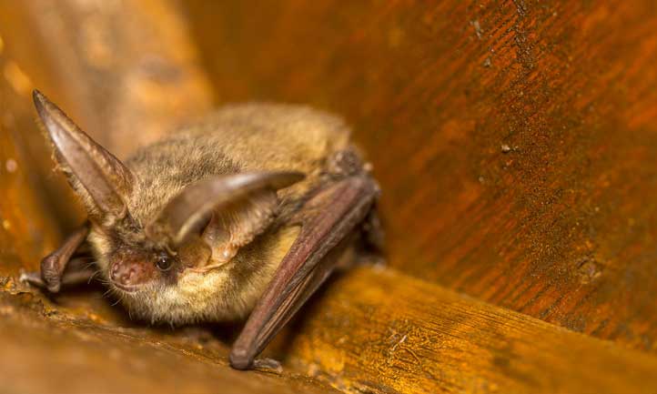 A cute little long-eared bat