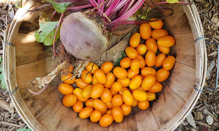 Citrus japonica harvest