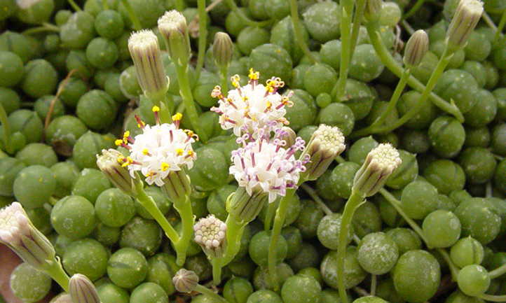 Senecio rowleyanus flowers