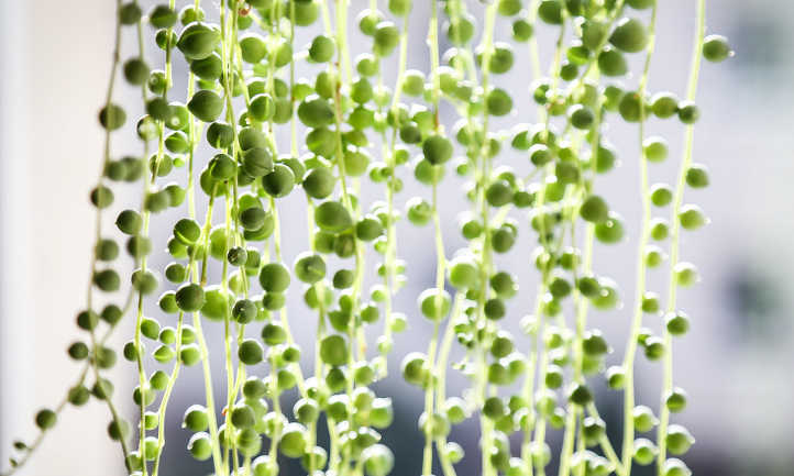 String of pearl stems