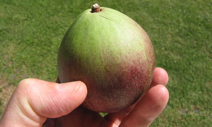 Harvested star apple fruit