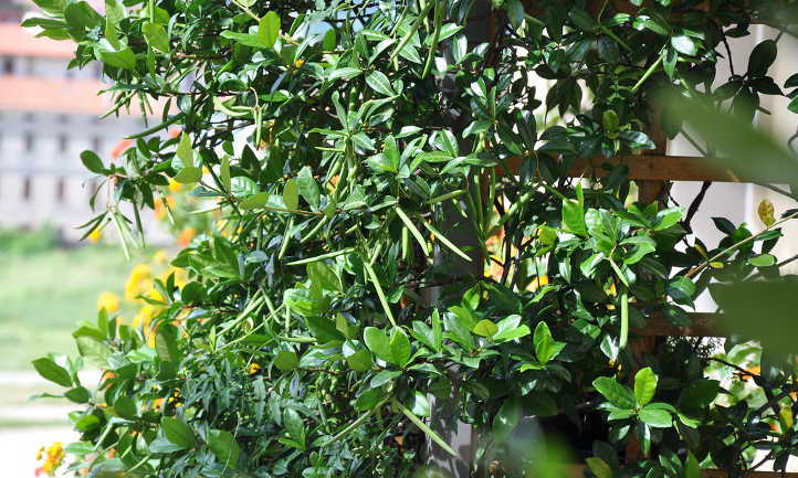 Trachelospermum jasminoides foliage