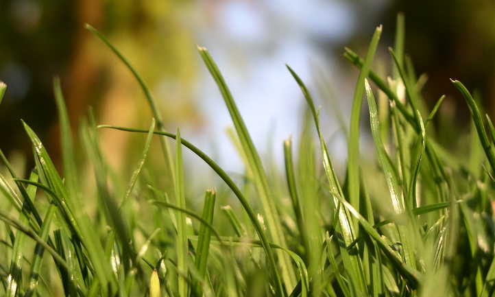 Lawn grass