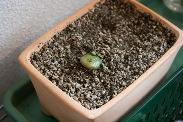 Leaf cutting in soil