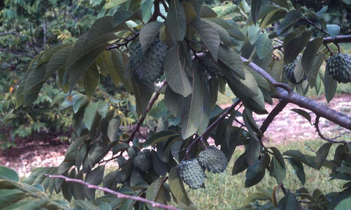 Atemoyas on tree