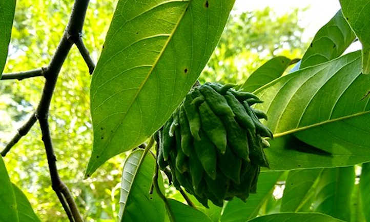 Atemoya tree