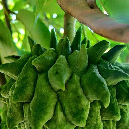Closeup of unripe atemoya fruit