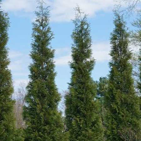 American arborvitae