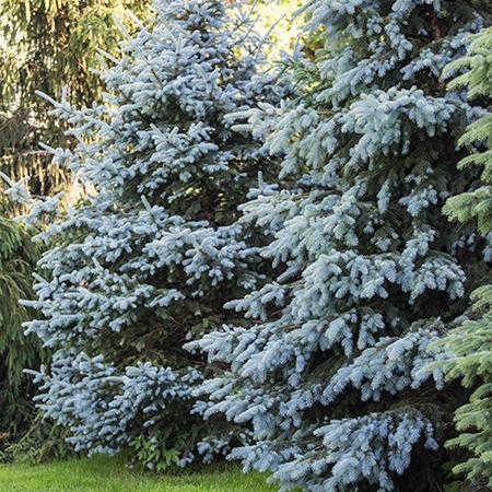 Colorado blue spruce