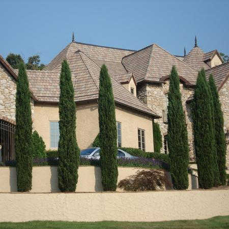 Italian cypress