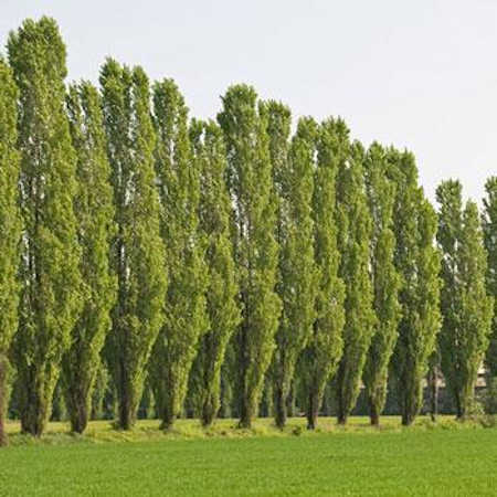 Lombardy poplar