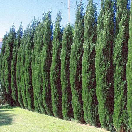 Spartan juniper