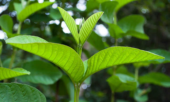 Guava leaves