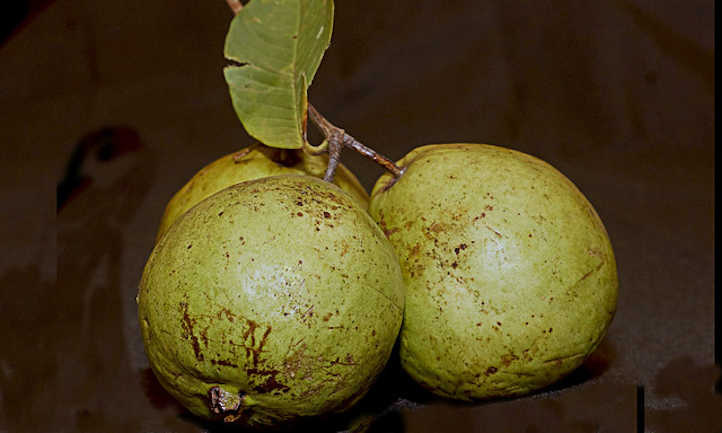 Ripe guavas