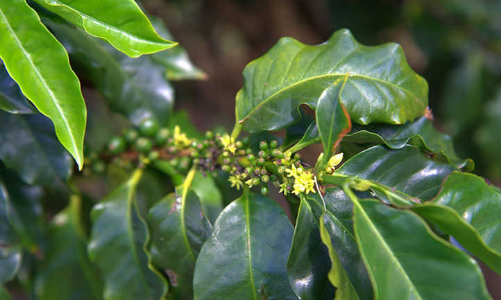 Coffee flowers and immature berries