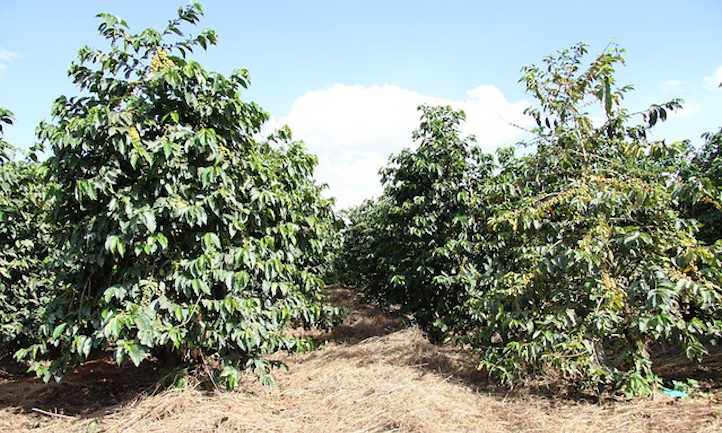 Coffee trees
