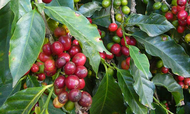 Slight pest damage on coffee plants