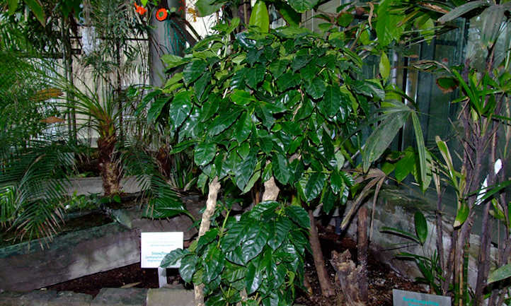 Young coffee tree