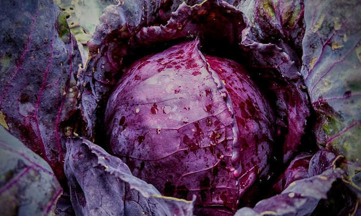 Cabbage