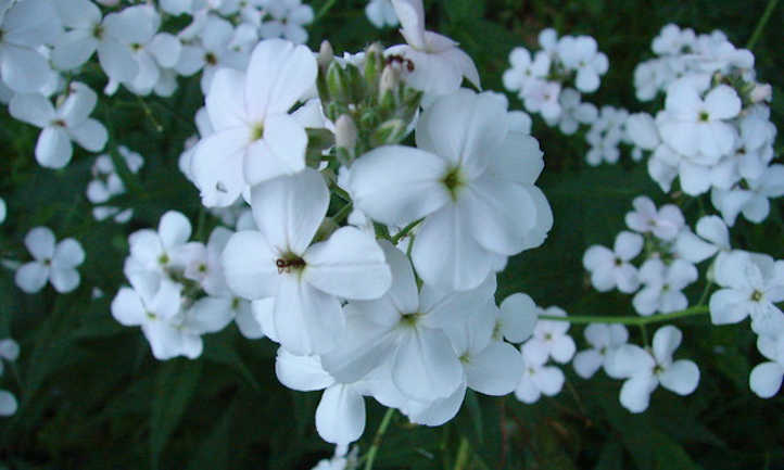 Hesperis matronalis white flowers