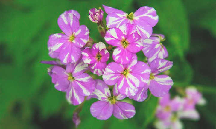 Multicolored dames rocket flowers