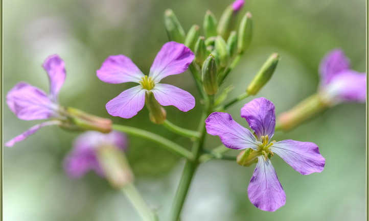 Purple dames rocket flowers