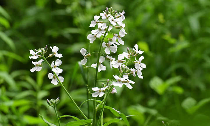 White flower stalks