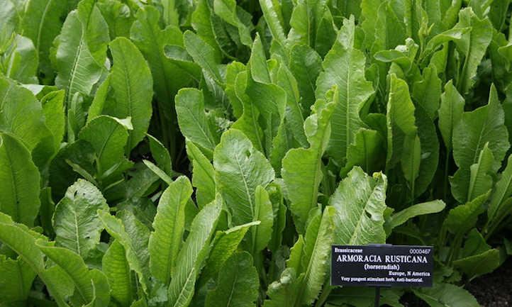 Healthy horseradish plants