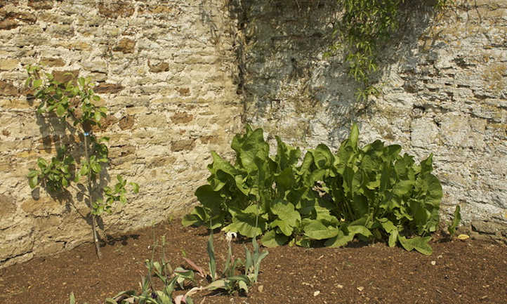 Horseradish plants in corner