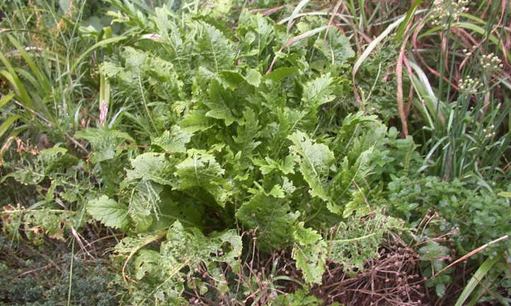 Horseradish plants with some bug damage