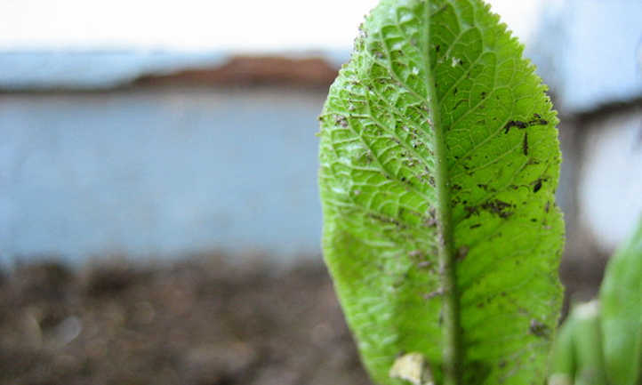 Horseradish seedling
