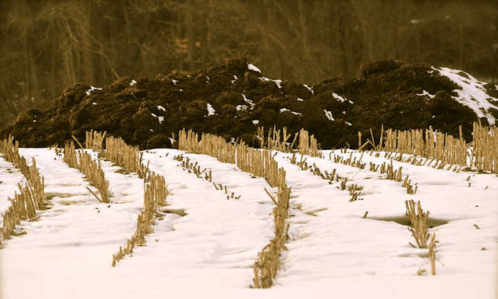Manure pile