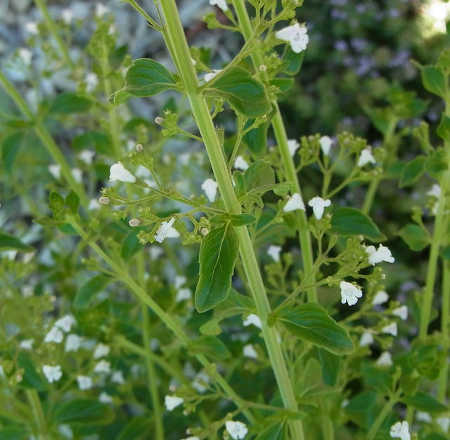 Calamint flowers