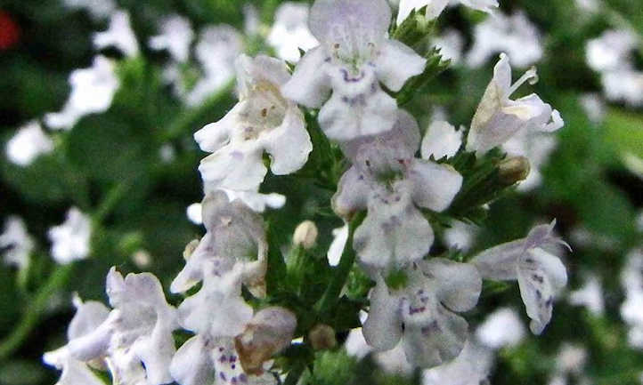 Calamintha nepeta