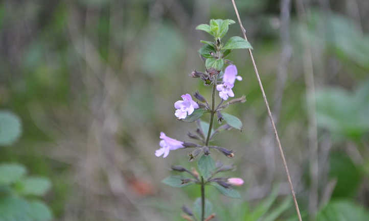 Calamintha sylvatica
