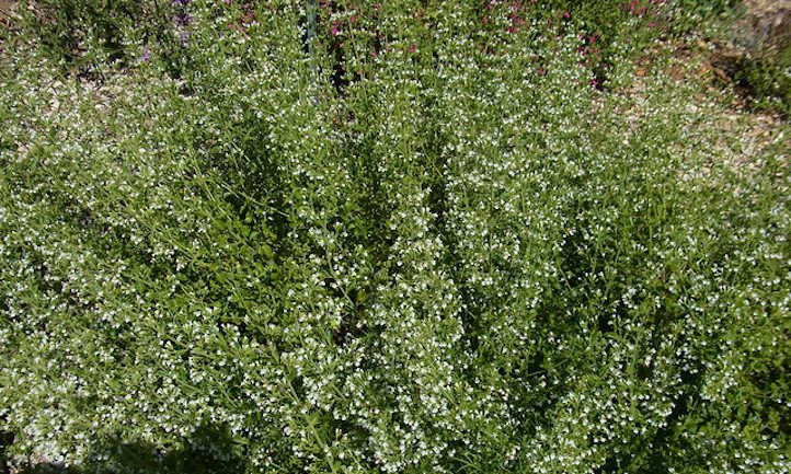 Calamint