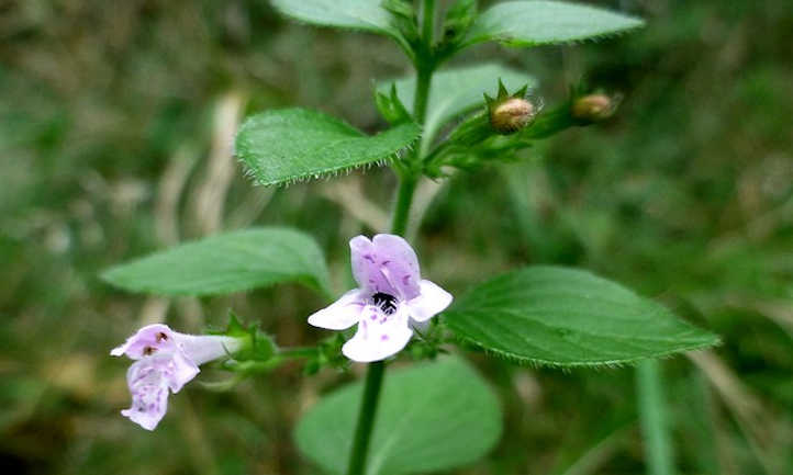 Pair of calamint flowers