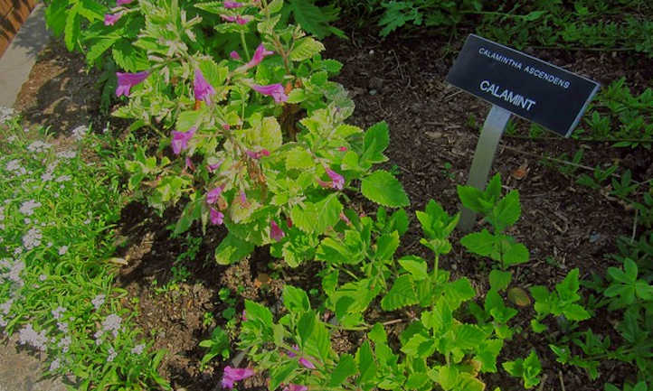 Pink calamintha