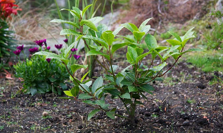 Baby bay laurel