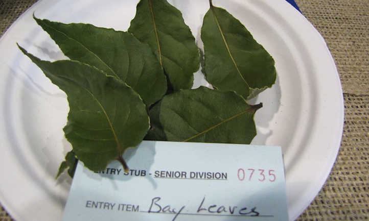 Harvested bay leaves