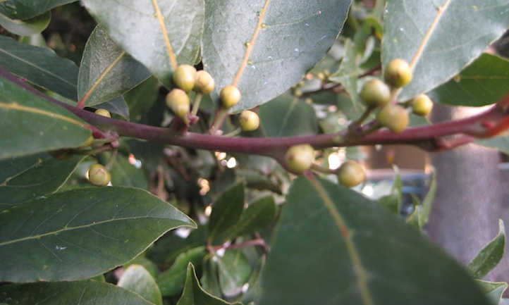 Unripe bay laurel berries