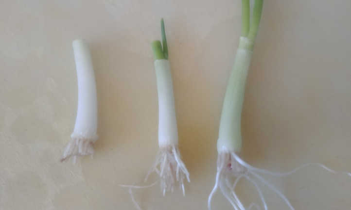 Three stages of new growth