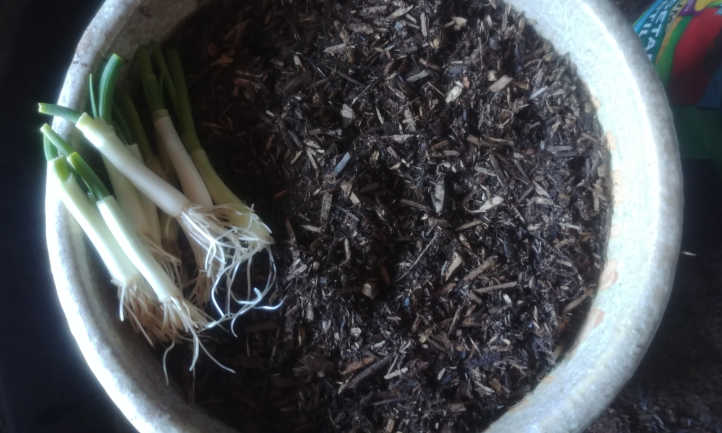 About to plant