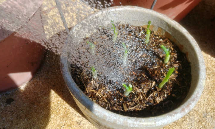 Planted and watered in