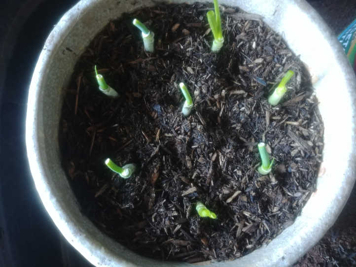 Newly planted and ready to go