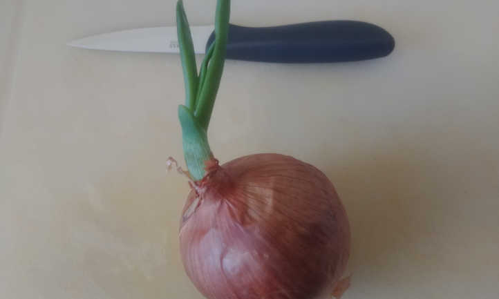 Sprouted onion