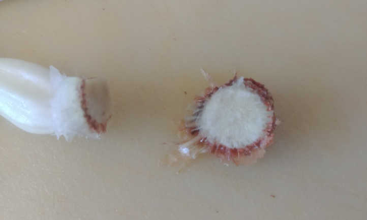 Remove excess onion end