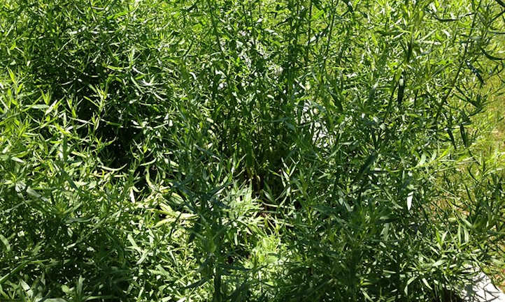 Growing Tarragon